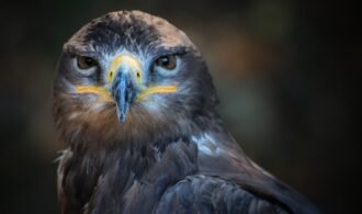 Bird wild predator Bird wild predator